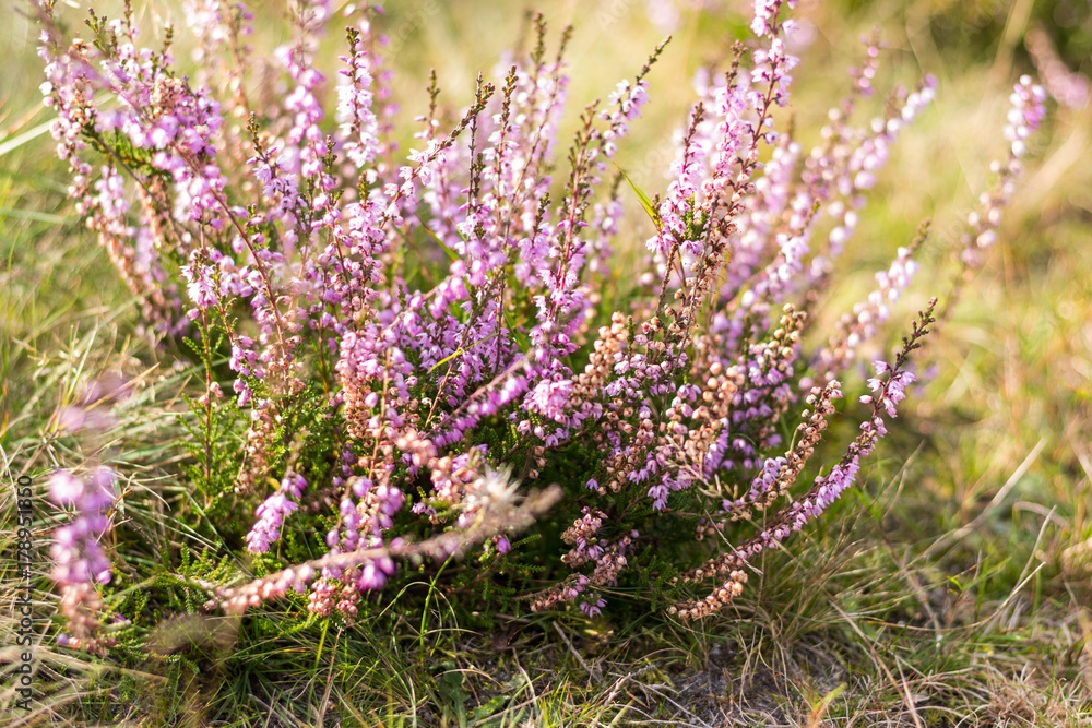 Obraz premium Moorlandschaft