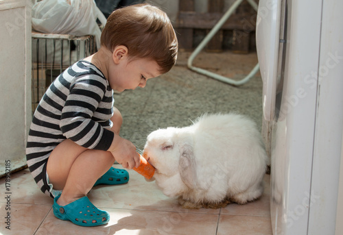 Fototapeta Naklejka Na Ścianę i Meble -  baby feeds the rabbit