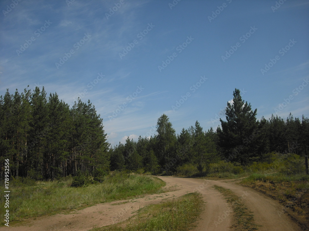 forest forest