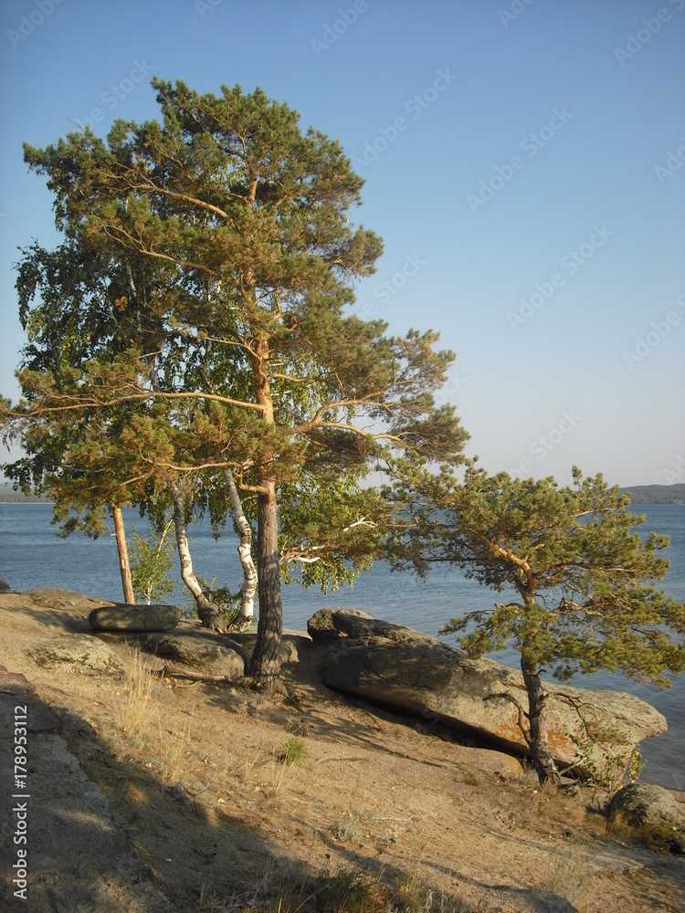 pine  tree on the bank lake on the last day summer