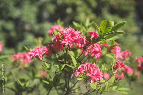 red rhododendron blooms in the botanical garden 