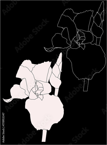 Fototapeta Naklejka Na Ścianę i Meble -  black and pink iris silhouettes