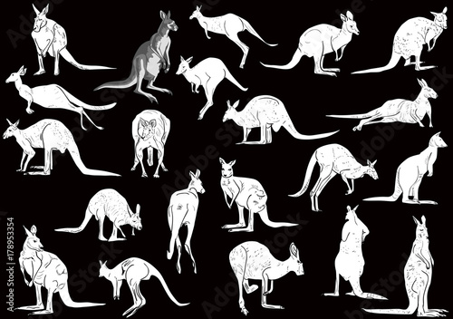 set of twenty one kangaroo isolated on black