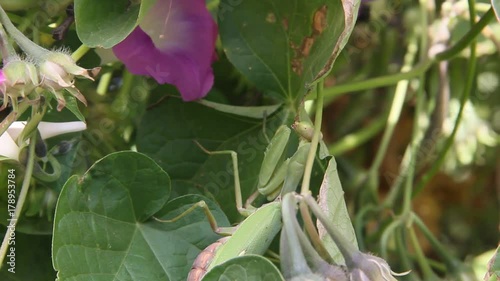 Insect of Mantis religiosa on plant sheet photo