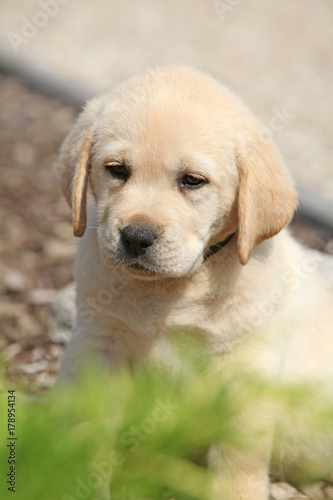 Fototapeta Naklejka Na Ścianę i Meble -  Beautiful creme labrador puppy