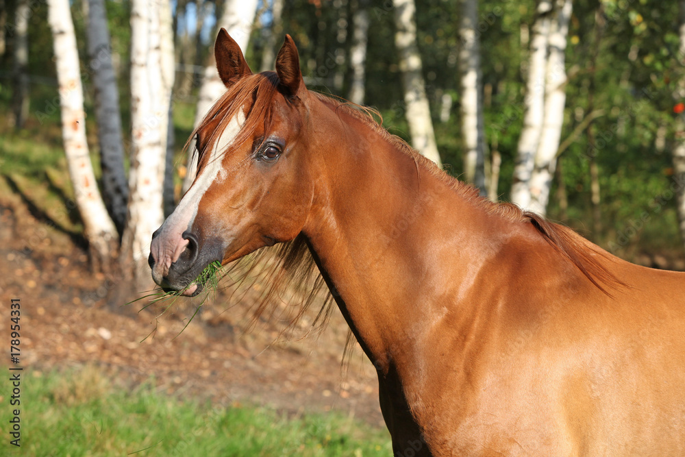 Fototapeta premium Amazing arabian horse with beautiful halter