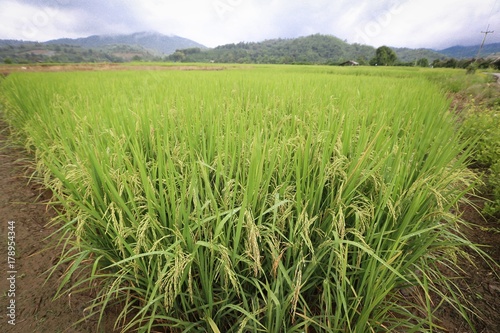 Rice fields in thailand