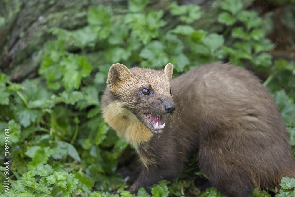 pine martin close up portrait hunting, stalking