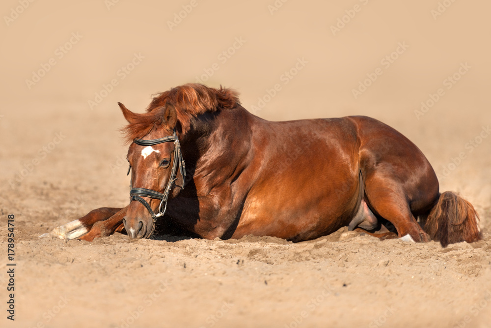 Fototapeta premium Czerwony koń w uzdę leżał na piaszczystym polu