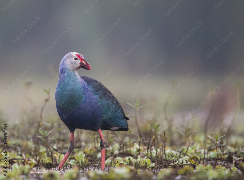 Grey headed swamphen Grey headed swamphen