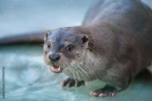 Otter close up portrait on blue background