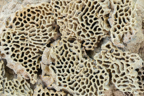 Close up of wooden and soil texture background with termite holes - Termite nest photo
