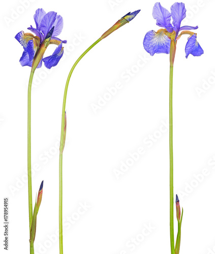 Fototapeta Naklejka Na Ścianę i Meble -  set of three blue iris flowers isolated on white