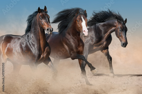Horses run free in dust © kwadrat70