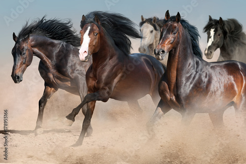 Fototapeta Naklejka Na Ścianę i Meble -  Horse herd run in desert dust