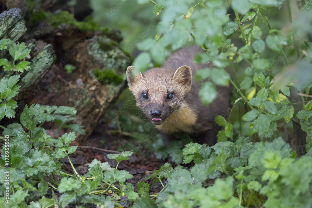 Naklejka premium pine martin close up portrait hunting, stalking