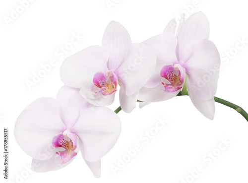 isolated branch with three light pink orchid blooms