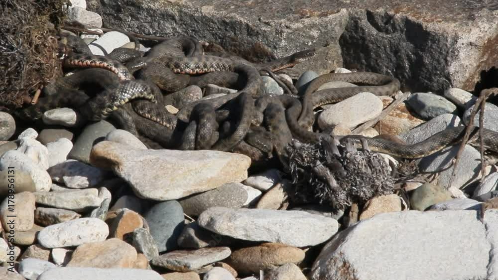 Snakes starts in the spring mating season.Many snakes gathered in the tangle Snakes starts in the spring mating season.Many snakes gathered in the tangle