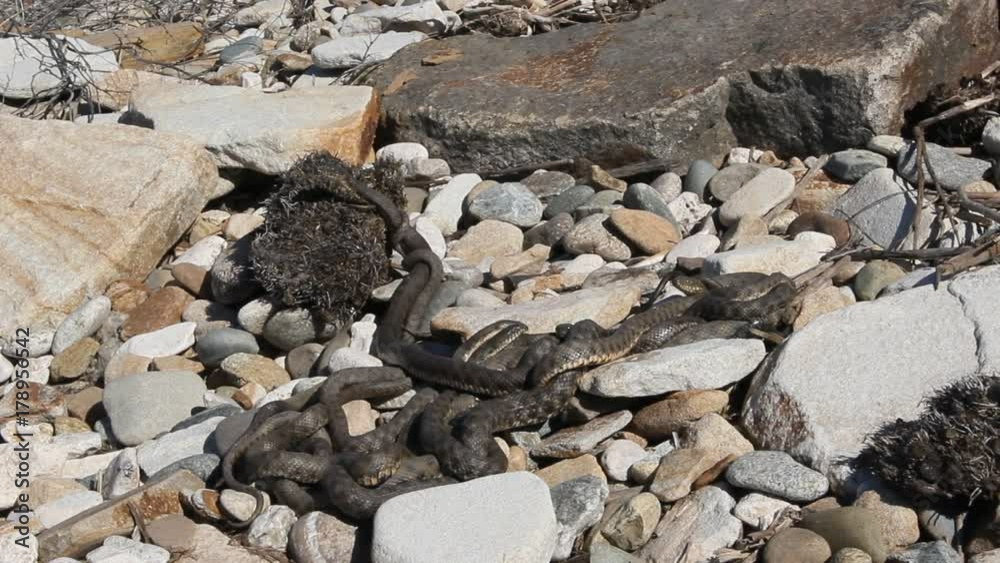 Snakes starts in the spring mating season.Many snakes gathered in the tangle Snakes starts in the spring mating season.Many snakes gathered in the tangle