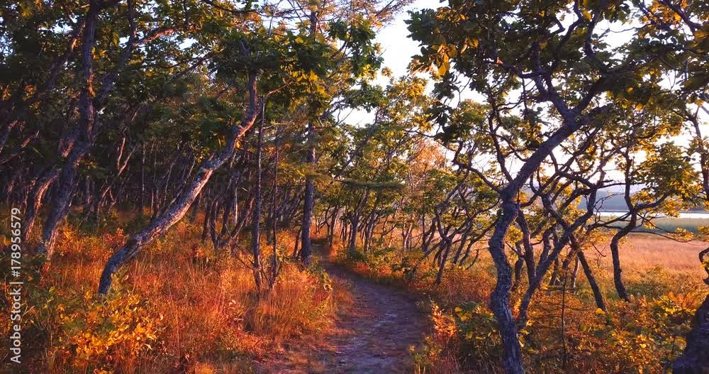 Flying under the northern trees above the touristic path in Sikhote-Alin Nature Reserve in Russia for the endangered Siberian tiger founded in 1935. Aerial. Evening Flying under the northern trees above the touristic path in Sikhote-Alin Nature Reserve in Russia for the endangered Siberian tiger founded in 1935. Aerial. Evening