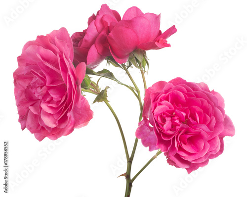 bush rose flower with large pink blooms
