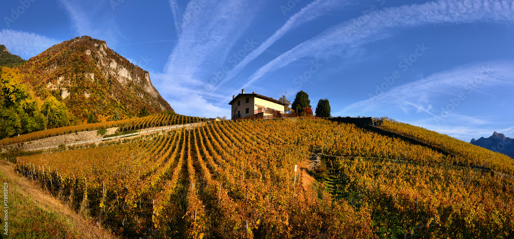 Naklejka premium panorama of autumn vineyards in Switzerland