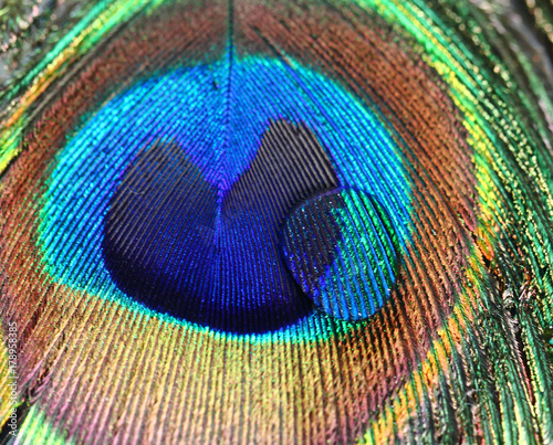 Fototapeta Naklejka Na Ścianę i Meble -  Peacock feather background