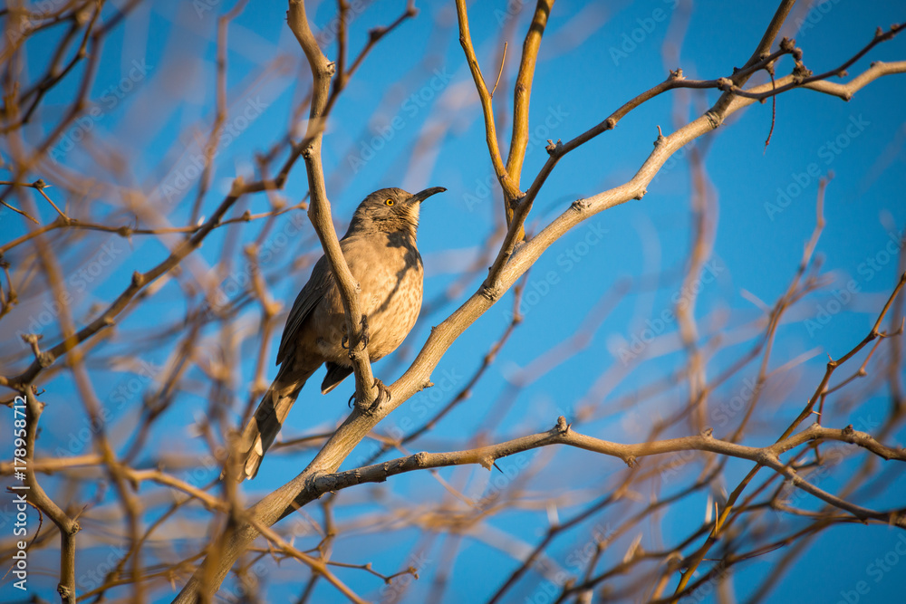 Curved-Bill Thrasher Curved-Bill Thrasher