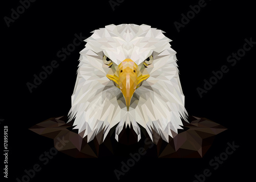 American bald eagle, eagles, photo, print, picture, bird, birds