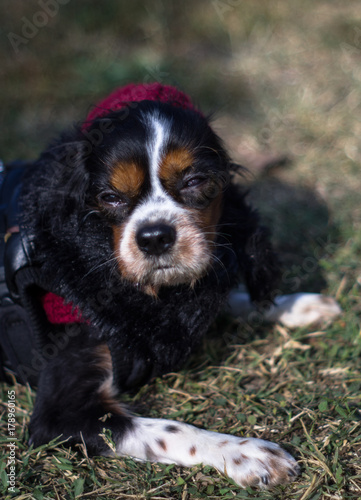 Obraz na plátně portrait of a king cavalier while resting on a sunny meadow