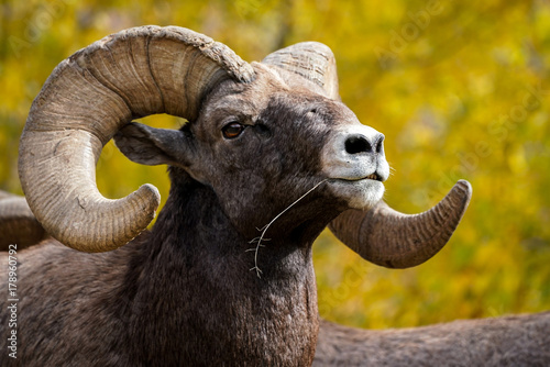 Fotografie Bighorn Sheep Pose