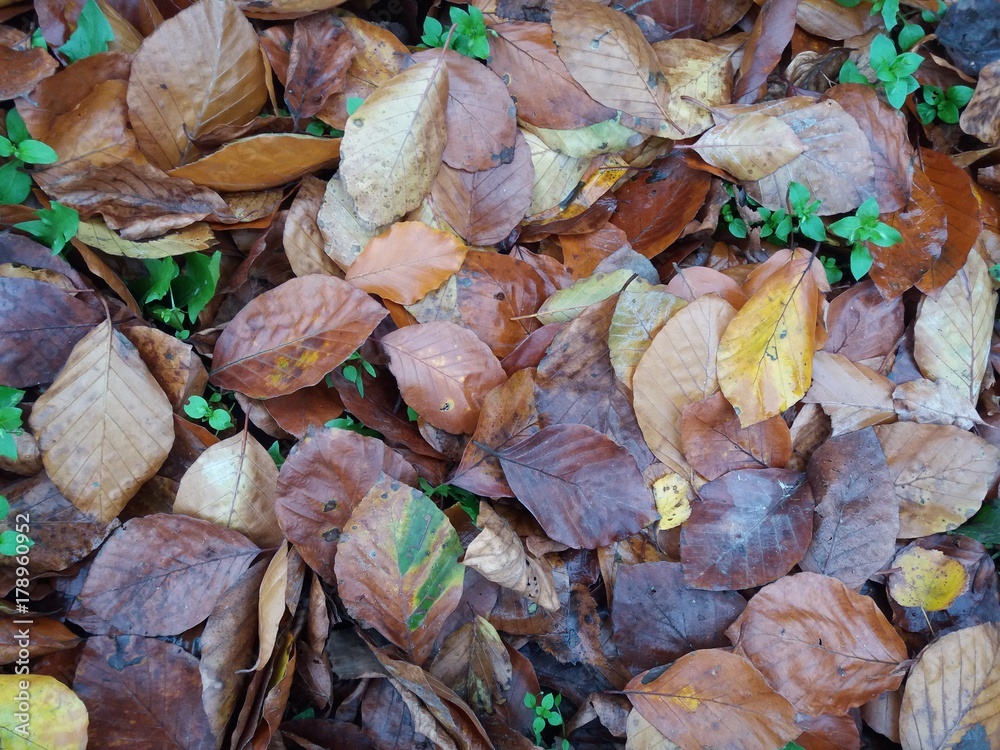 Herbstlaub Herbstlaub