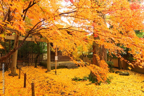 京都蓮華寺の紅葉