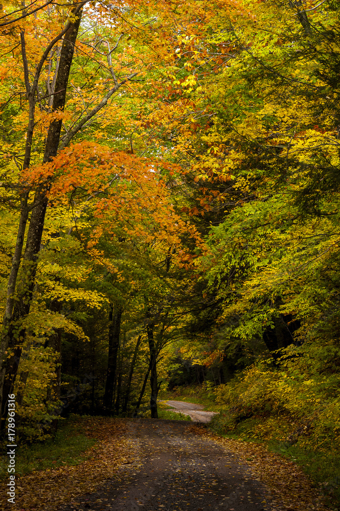 Obraz premium Country One-Lane Roads - Kumbrabow State Forest, West Virginia