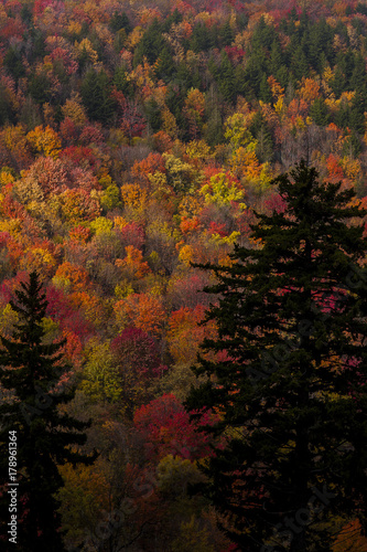 Splendid Autumn Colors - Kumbrabow State Forest, West Virginia photo