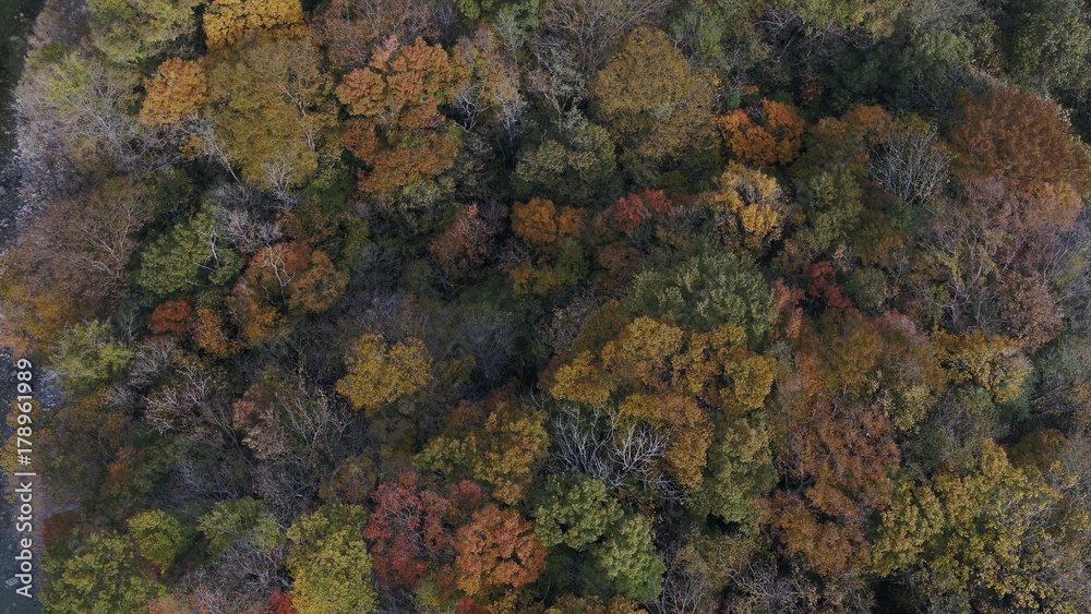 Akiu's autumnal leaves (drone shot)