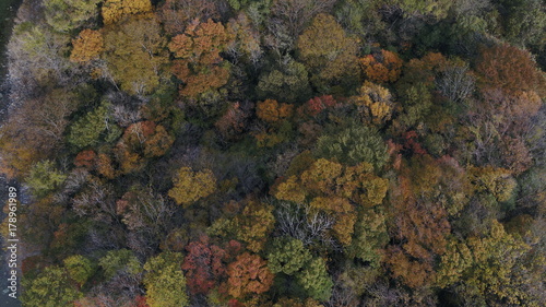 Akiu's autumnal leaves (drone shot)