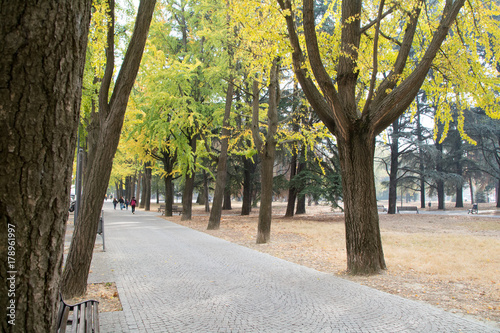path with trees in autumn