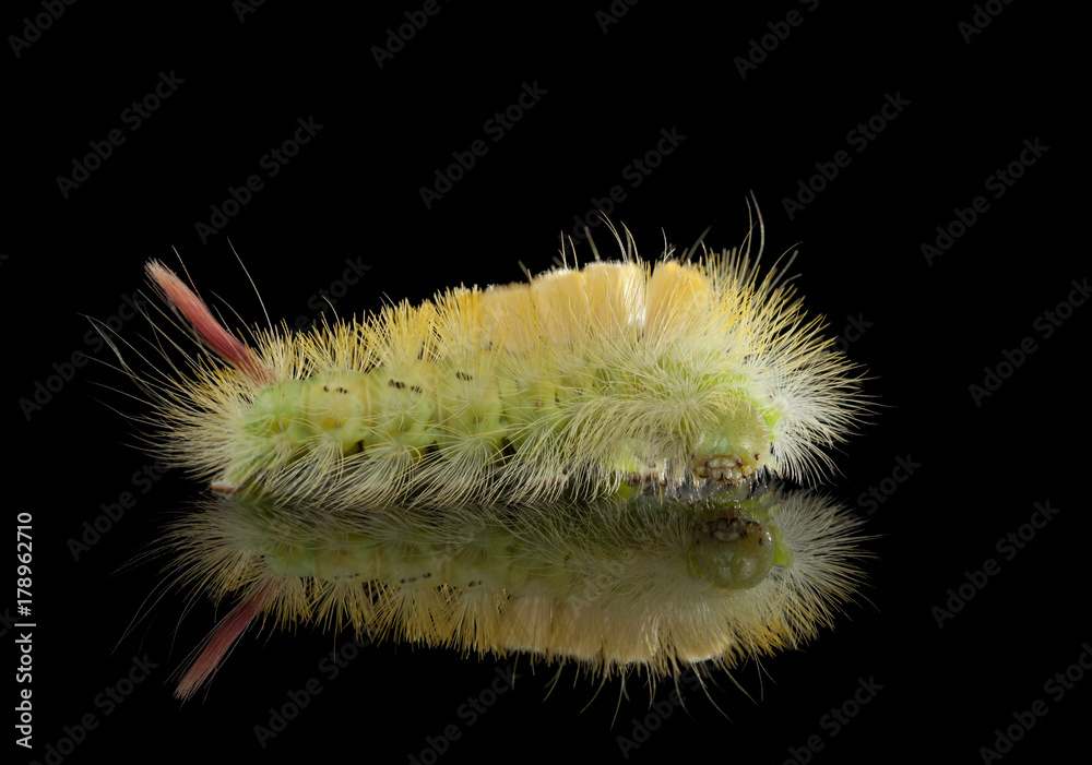 Fototapeta premium Big yellow caterpillar