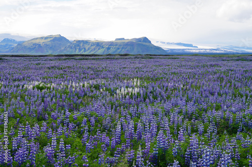 Beautiful white and purple lupines in Iceland. © pulpitis17