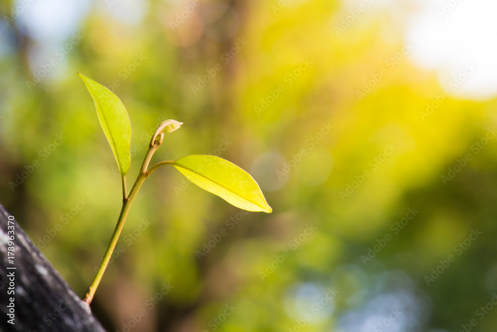 branching of tree. using as nature background branching of tree. using as nature background