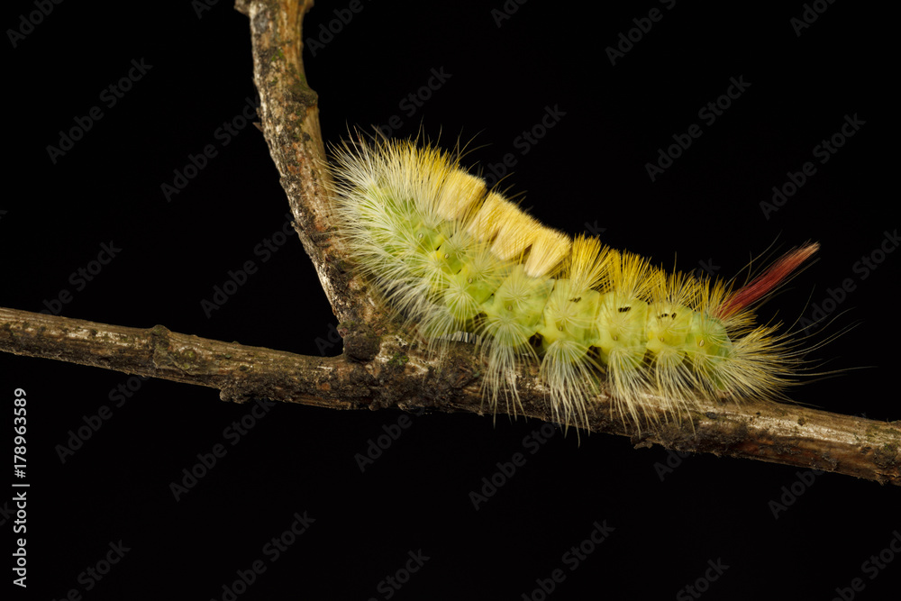 Fototapeta premium Caterpillar on branch bifurcation