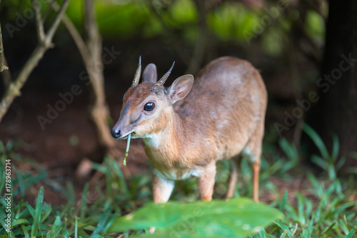 Antelope neotragus pygmaeus in the natural wildlife photo