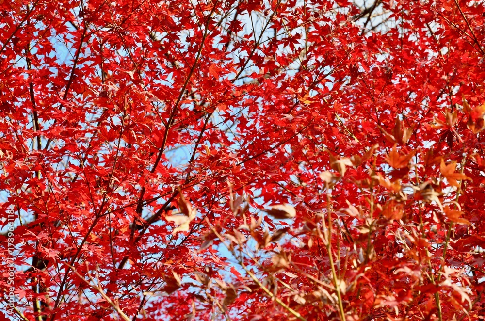 日本 東京 芝大門 芝 増上寺 Japan tokyo shiba shiba daimon zoujoji temple 日本 東京 芝大門 芝 増上寺 Japan tokyo shiba shiba daimon zoujoji temple