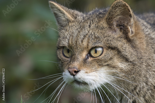 Scottish highland wildcat portrait while stalking, hunting expression © Paul