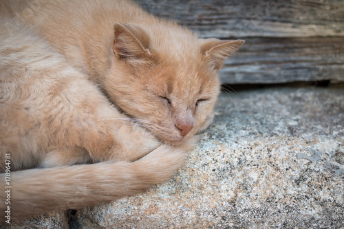 schlafende Katze vor rustikaler Tür