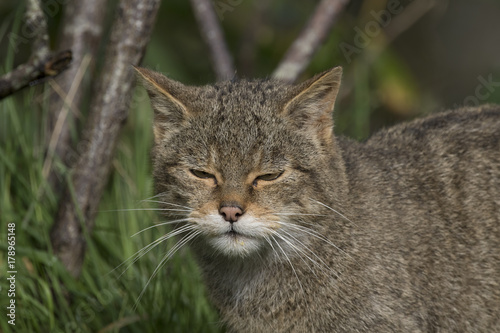 Scottish highland wildcat portrait while stalking, hunting expression