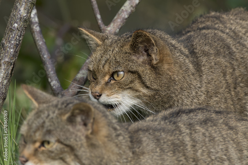 Scottish highland wildcat portrait while stalking, hunting expression © Paul