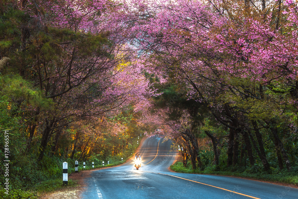 Obraz premium Cherry Blossom and sakura at Doi Ang Khang in Chiang Mai , Thailand