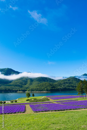 ラベンダー畑と湖　金山湖　南富良野